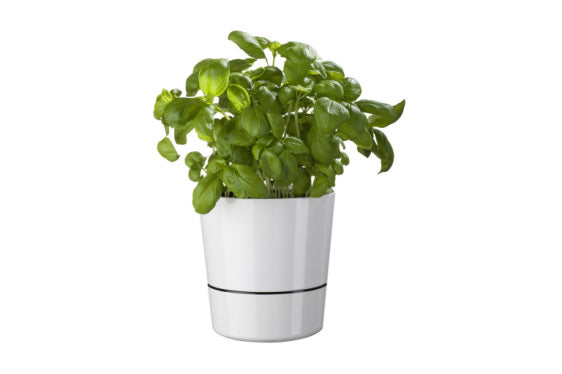 Hydro Herb Pot - White